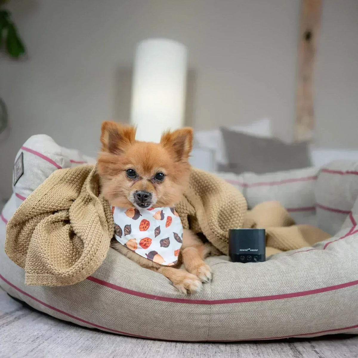 Are you prepared to help your dog deal with the September scaries?