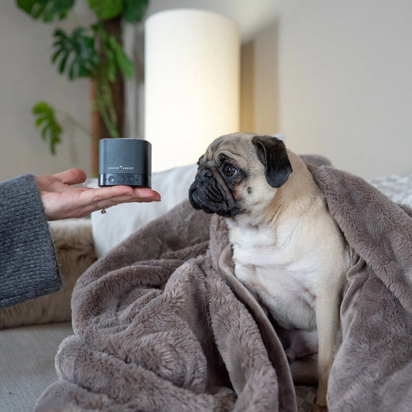 Understanding Pet Anxiety: A Common Struggle for Many Pet Owners