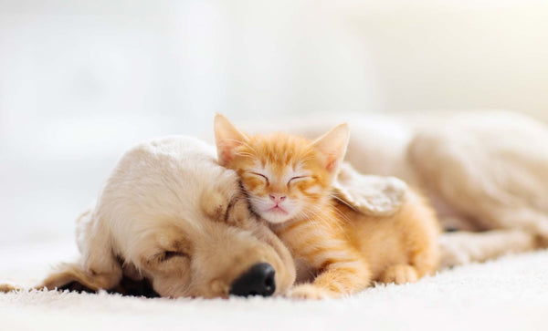 Pet Therapy Sounds
