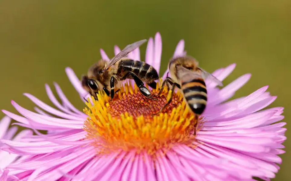 Buzzing Bees