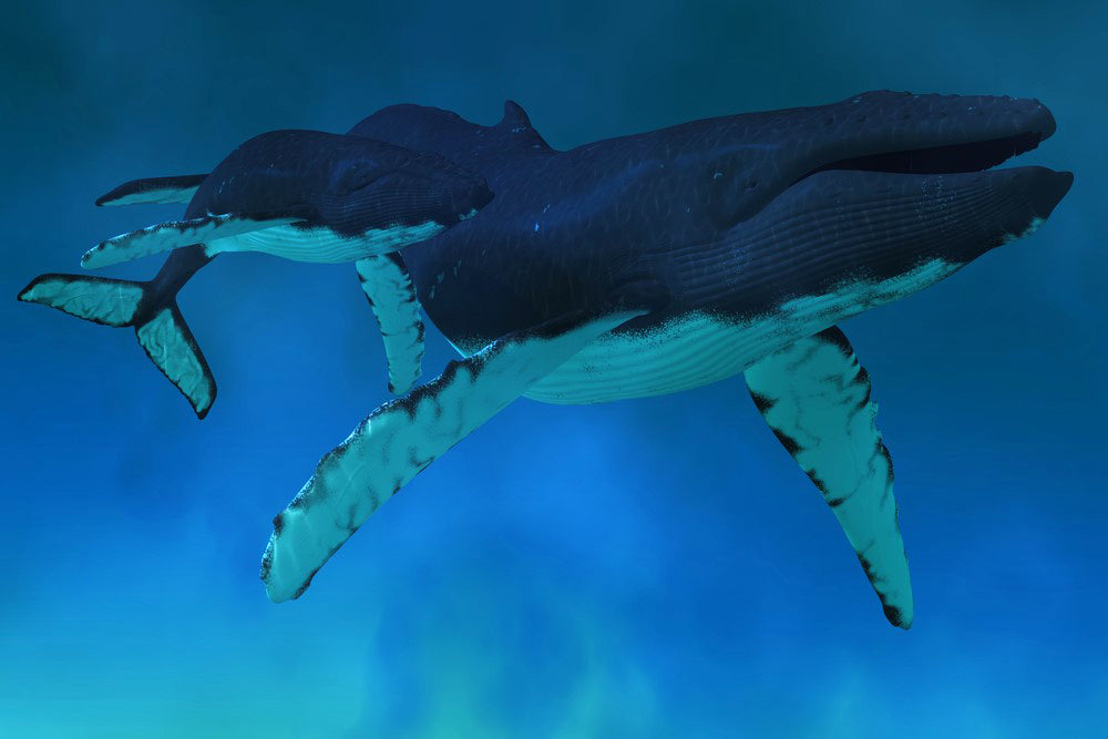 Whale Sounds