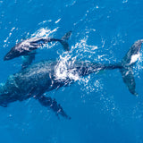 Maui Whales Light Surf Blue Noise
