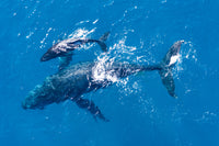 Maui Whales Light Surf Blue Noise