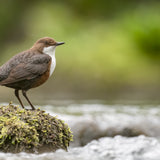 Mountain Birds