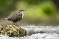 Mountain Birds