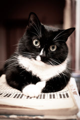 Music With Purring