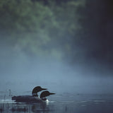 North Woods