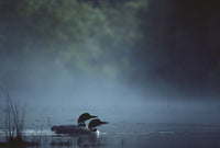 North Woods