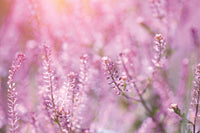 Pink Noise