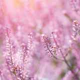 Pink Noise (24 hrs)