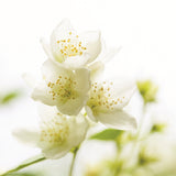 Soft White Noise