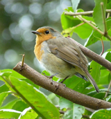 Song Birds