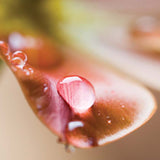 Spring Rain