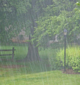 Steady Rain