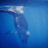Surf with Whales - Heavy Surf