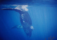Surf with Whales - Heavy Surf