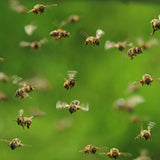 Buzzing Bees Stereo Version
