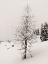 White Noise