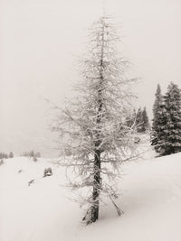 White Noise