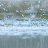 White Rain (24 hrs)