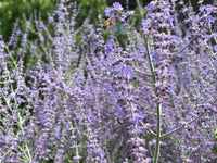 Buzzing Bees with Brown Noise