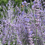 Buzzing Bees with Brown Noise Stereo Version