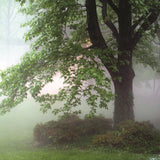 Woodlands