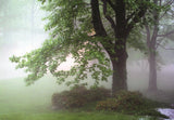 Woodlands