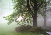 Woodlands