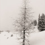 White Noise (24 hrs)