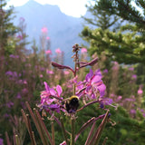 Buzzing Bees with Rocky Mountain Stream in Stereo Version
