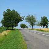 Country Road