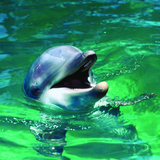 A close-up photograph of a dolphin with its mouth open, emerging from bright green water with ripples and reflections.