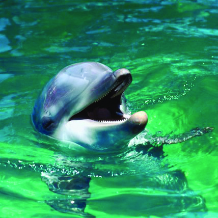 A close-up photograph of a dolphin with its mouth open, emerging from bright green water with ripples and reflections.