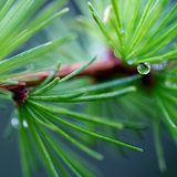 Forest Rain