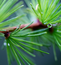 Forest Rain