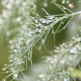 Gentle Rain