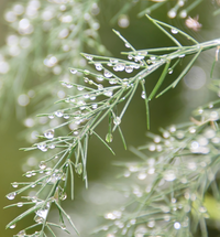 Gentle Rain