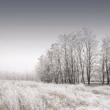 Gray Noise