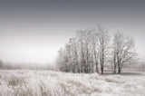 Gray Noise