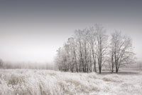 Gray Noise