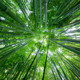 Green Noise
