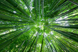 Green Noise