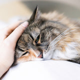 Heartbeat With Purring