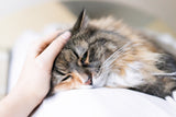 Heartbeat With Purring