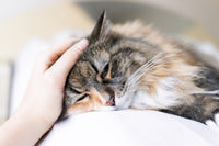 Heartbeat With Purring