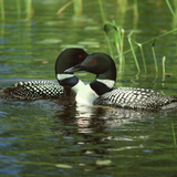 Loons