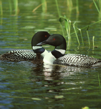 Loons