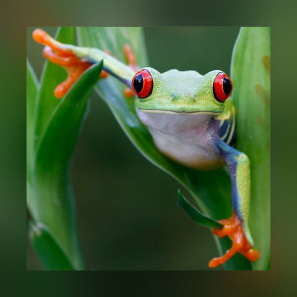 Nature Sounds Pro