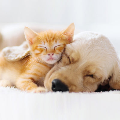 Pet Therapy